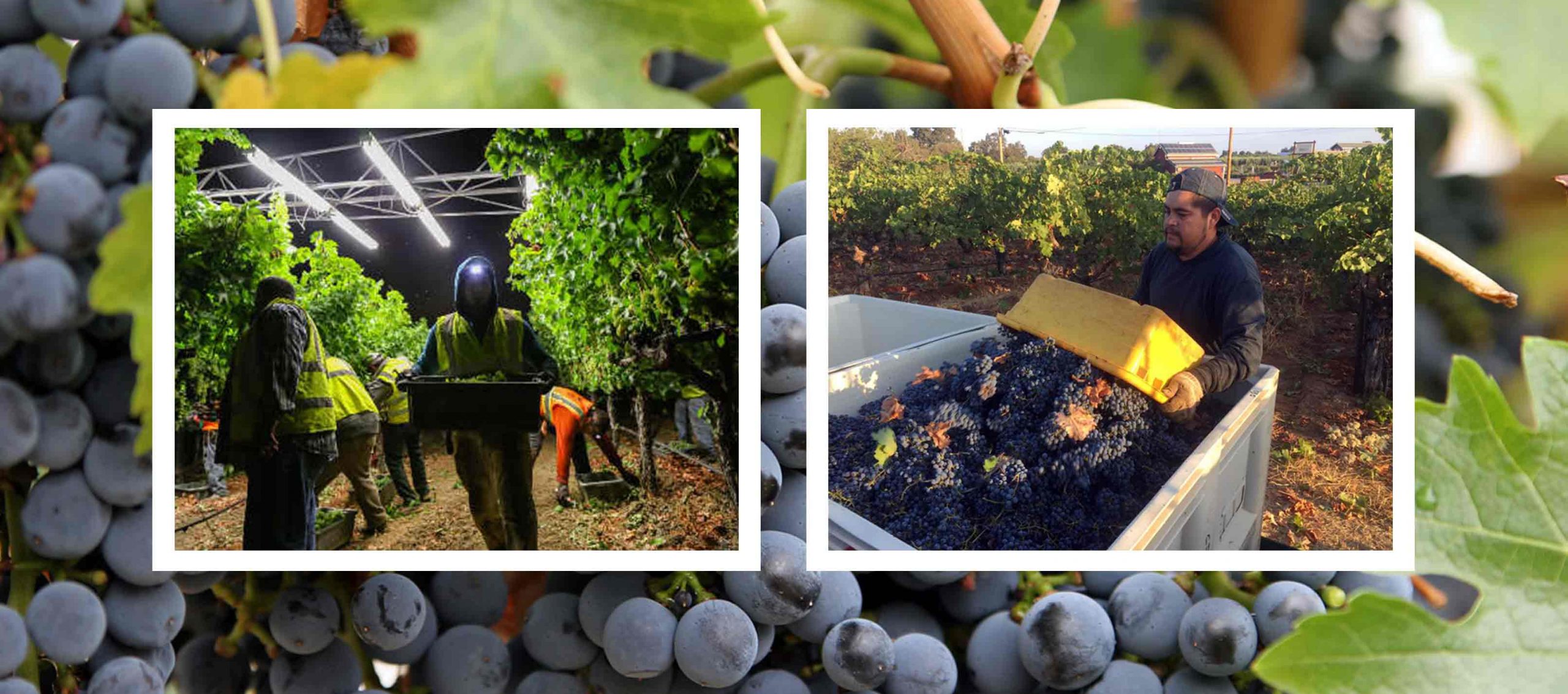 Night harvest crews and freshly picked winegrapes presented over a grapevine background