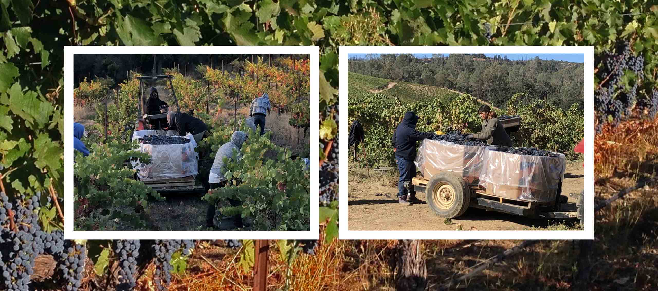 Harvest crews loading winegrapes in a hillside vineyard