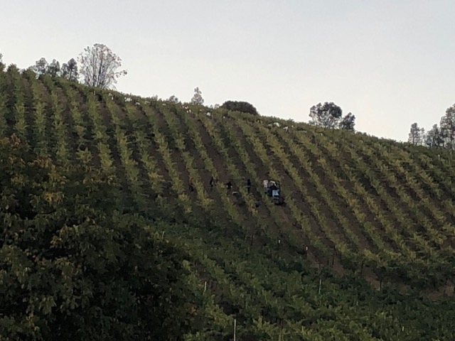 Vineyard rows rising across a hillside