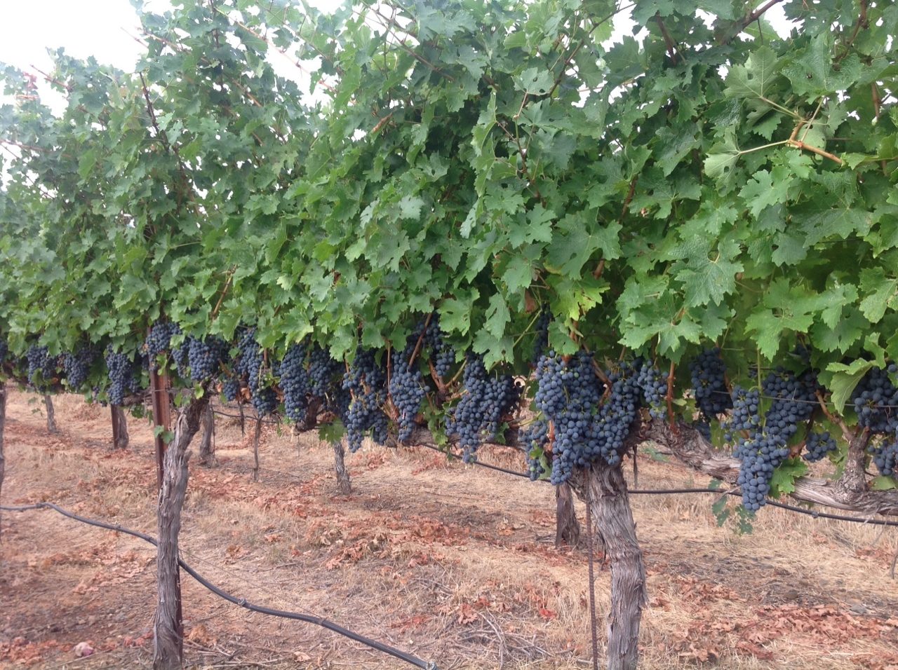 Ripe red winegrape clusters hanging beneath green leaves in a vineyard.